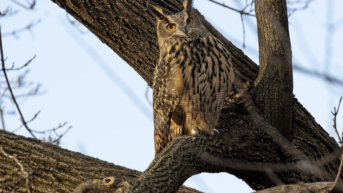 NEW YORK, NEW YORK - FEBRUARY 15:  Flaco, a Eurasian eagle owl that escaped from the Central Park Zoo, continues to roost and hunt in Central Park, February 15, 2023 in  New York City, New York.  (Photo by Andrew Lichtenstein/Corbis via Getty Images)