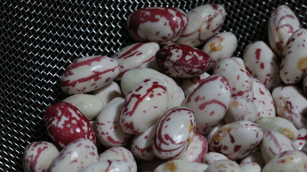 Fasola żurawinowa w puszce