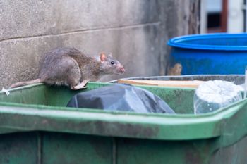 Rzeszów: Plaga szczurów na os. Nowe Miasto. Mieszkańcy się skarżą