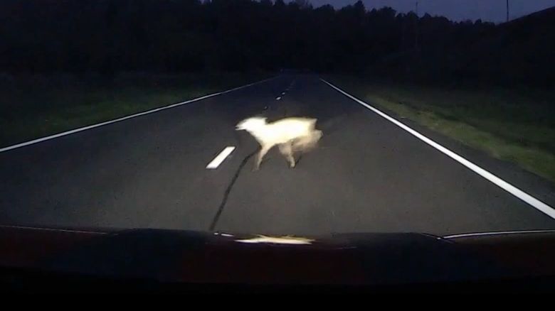 Sarny wbiegają pod koła na torze Sobiesław Zasada Centrum w Bednarach 1