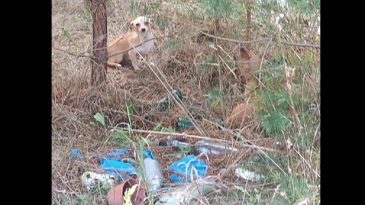 Ktoś porzucił je na śmietnisku. 