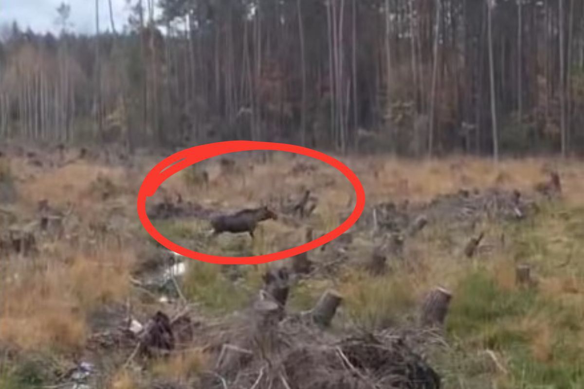 Wystarczyło kilka sekund. "Co za spotkanie". Leśnik chwycił za telefon