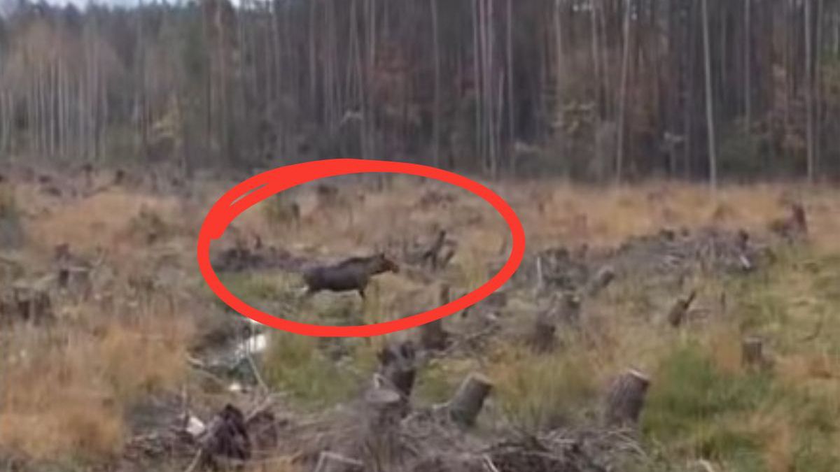 Król bagien w siewierskim lesie. Niezwykłe spotkanie z łosie