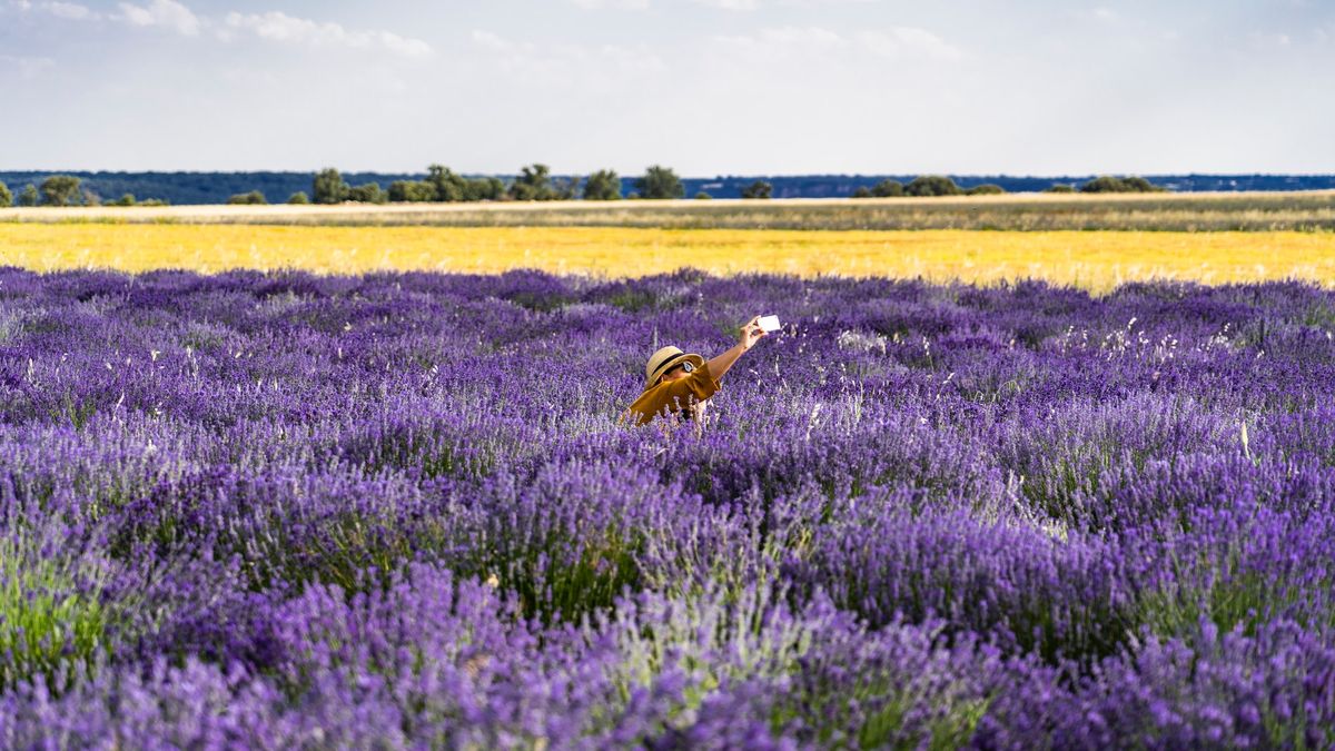 Fotografowie niszczą pola lawendy. Miarka się przebrała 1