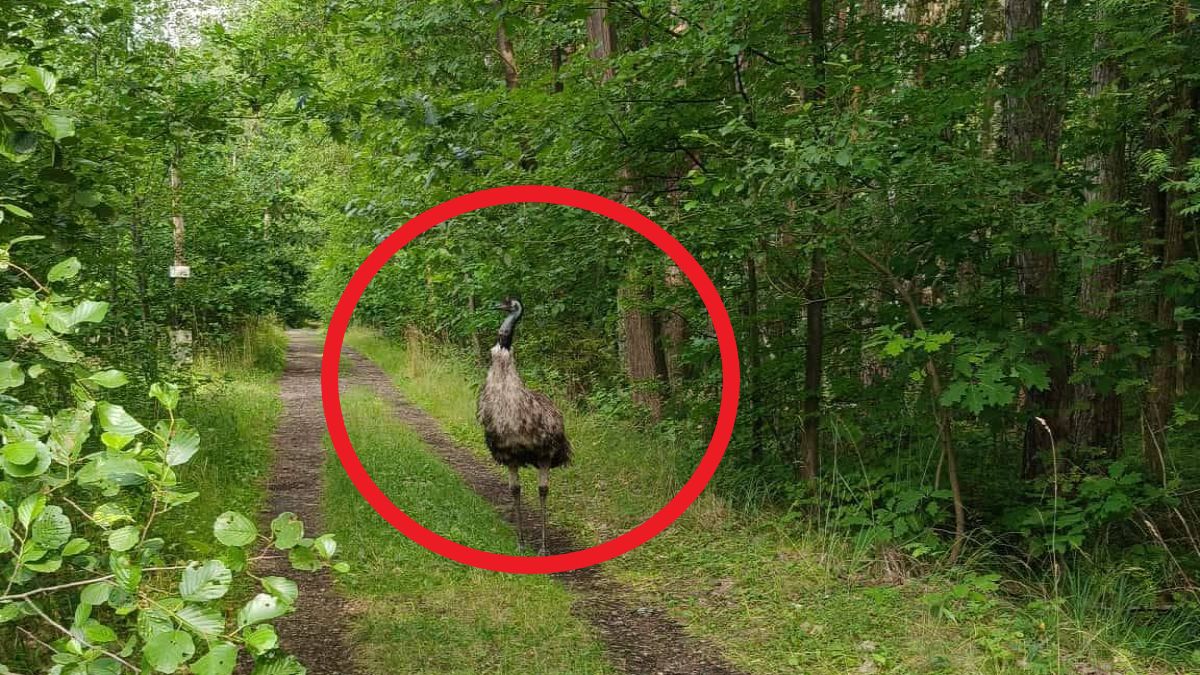 Rowerzystka wypatrzyła emu na leśnej śnieżce