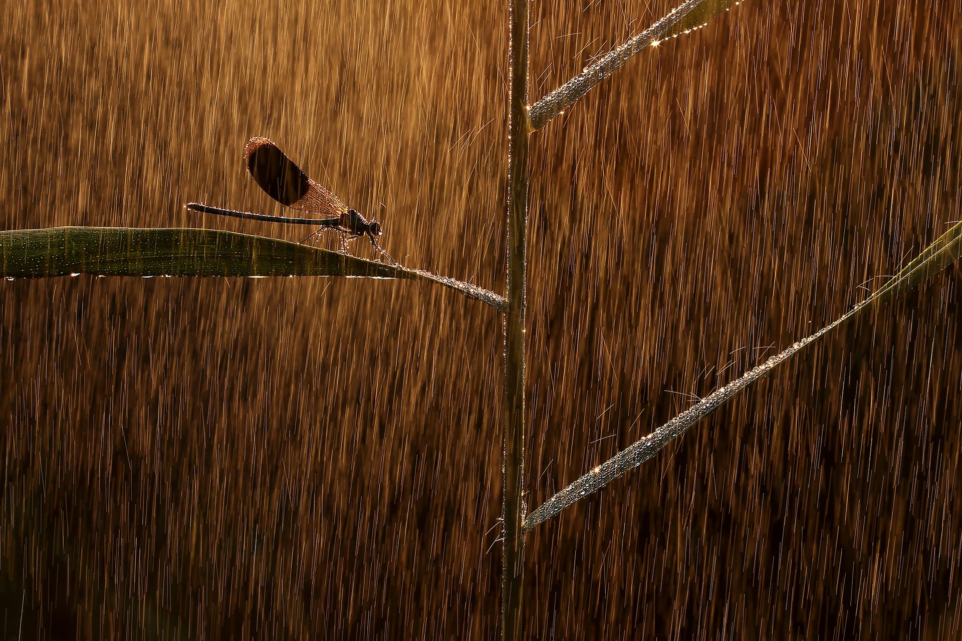 Nature Photographer of the Year 2019: Najpiękniejsze zdjęcia przyrody wybrane 5