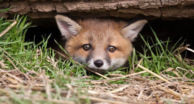 Polacy nie chcą zakazu hodowli zwierząt futerkowych