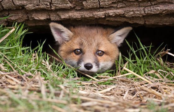 Polacy nie chcą zakazu hodowli zwierząt futerkowych