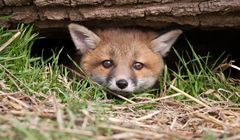 Polacy nie chcą zakazu hodowli zwierząt futerkowych