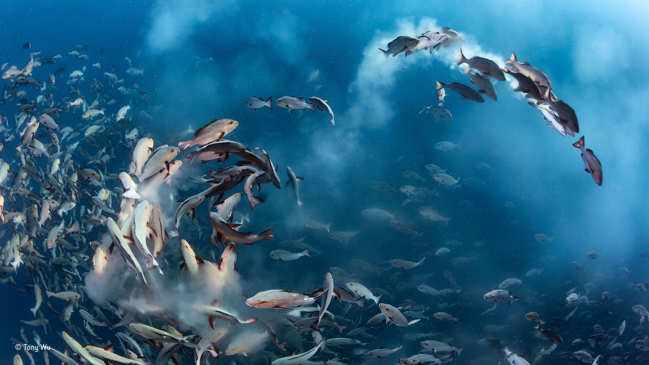 Poznaliśmy zwycięzców konkursu Wildlife Photographer of the Year 2016 2