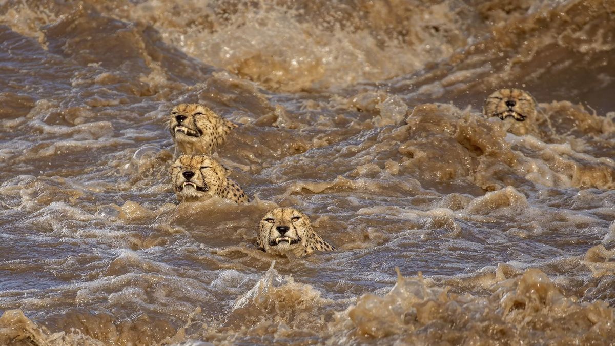 Przejmujący obraz. Grupa gepardów przeprawia się przez rwącą rzekę 1