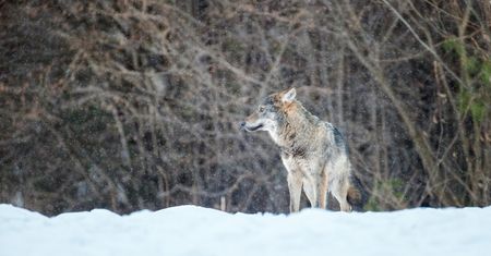 Pokazał nagranie z parku narodowego. "Podziwiam opanowanie"