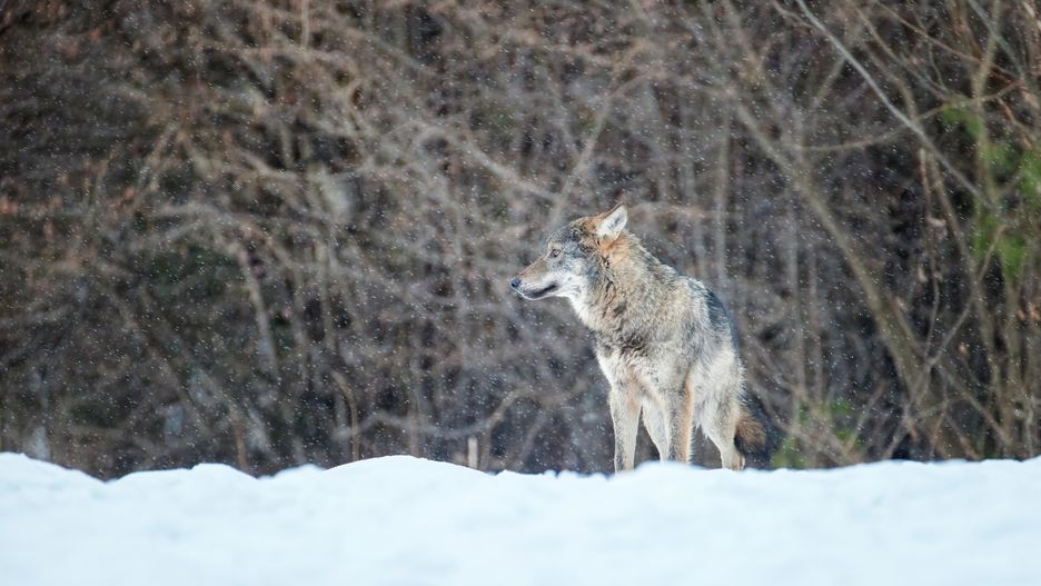 Naukowiec pokazał, jak wyglądało jego spotkanie z wilkami 
