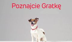 Pies Gratka szuka w kampanii serwisu Gratka.pl (case study)