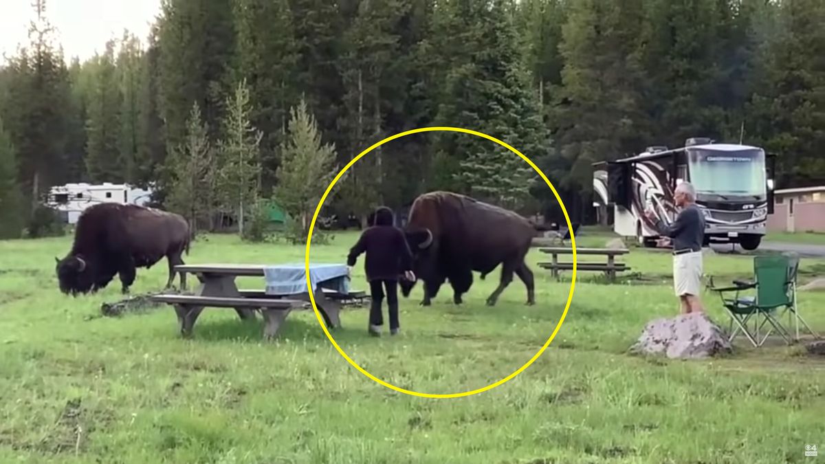 Chwila przed atakiem bizona na 72-latkę ujęta na filmie 1