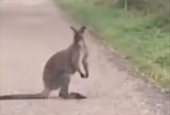 Niecodzienne odkrycie na Mazurach. Na środku drogi... kangur