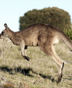 Zaatakował go kangur. Tragiczna śmierć farmera