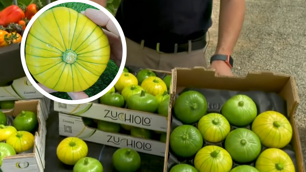 Zucchiolo - nowe warzywo na europejskim rynku