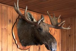 Magda Gessler przegrała z restauracją. Poszło o głowę łosia