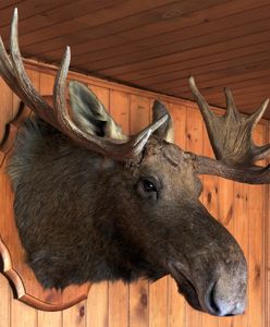 Magda Gessler przegrała z restauracją. Poszło o głowę łosia