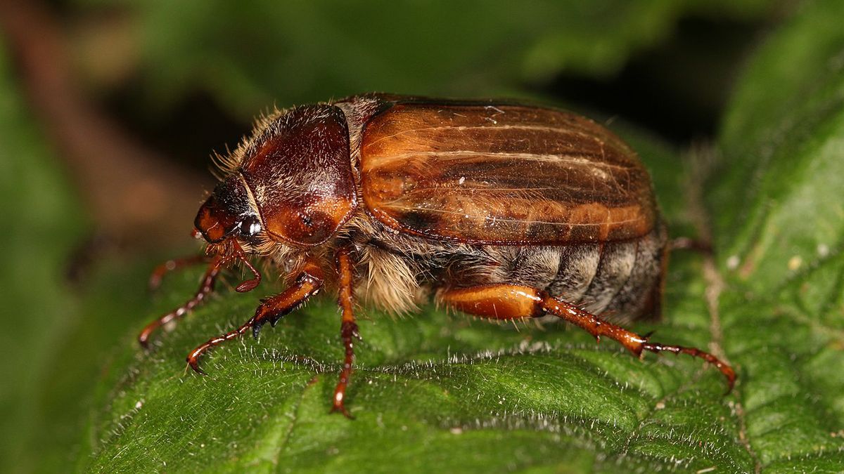 Guniak czerwczyk. Czy jest niebezpieczny dla człowieka?