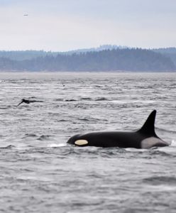 Orka w Sekwanie. "Jej stan jest krytyczny"