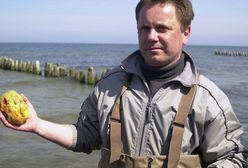 Za to znalezisko płacą nawet 13 tys. zł. Niektórzy poławianiem bursztynu wręcz się trudnią