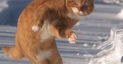 Dodatki do Shaun White Snowboarding