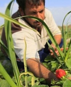 Premier Holandii zapewnił, że nie będzie dyskryminacji Polaków