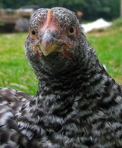 Wypędzała chorobę przy pomocy kury. Ukradła kilka tysięcy złotych