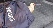 Łódzkie. Bocian stał się... policjantem. Uratowali go mundurowi