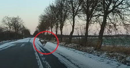 Przebiegały przez ulicę. Leśnicy pokazują nagranie i apelują
