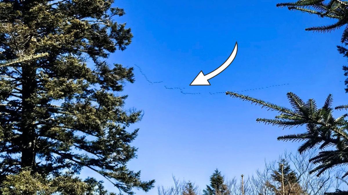 Klucz za kluczem. Żurawie uchwycone nad Bieszczadami