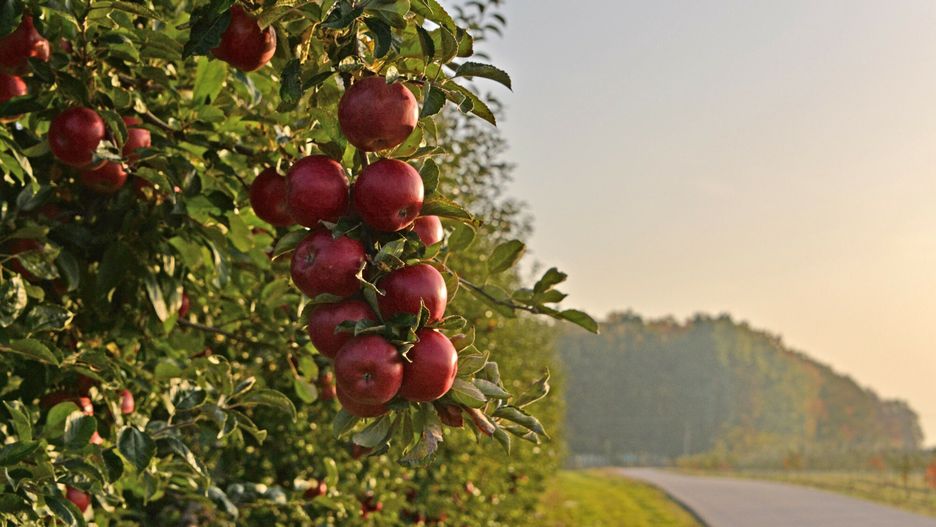 Kazachstan wprowadził embargo na jabłka m.in. z Polski 