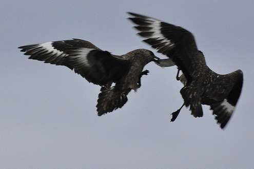 Walczące ptaki (Fot. Flickr/Luca Venturi Oslo/Lic. CC by)