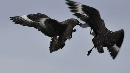 Kultowa gra doczeka się wersji na Facebooka. Czy zagrozi słynnemu FarmVille'owi? 1