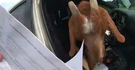 Koza w radiowozie. Nagranie policjantki to hit w sieci