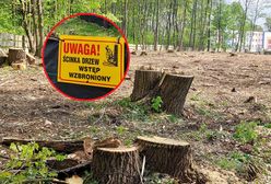 Rzeź drzew przy Parku Śląskim. Jest reakcja, ale to już musztarda po obiedzie