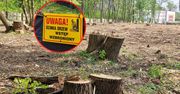 Rzeź drzew przy Parku Śląskim. Jest reakcja, ale to już musztarda po obiedzie
