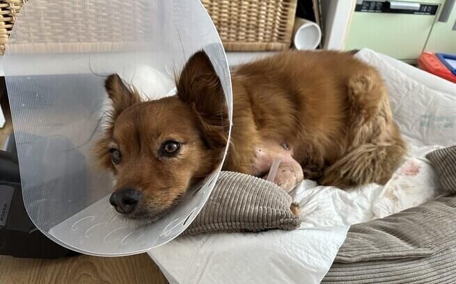 Fibo walczy o powrót do zdrowia