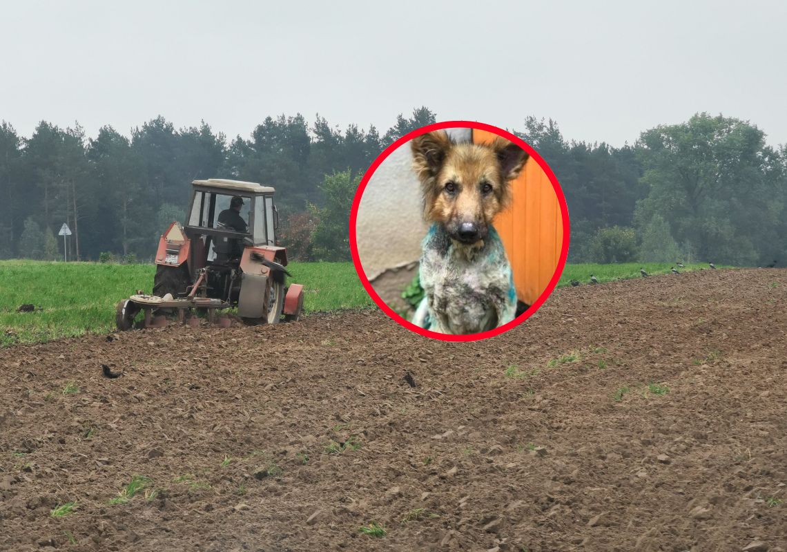 Rolnik został skazany za znęcanie się nad psem