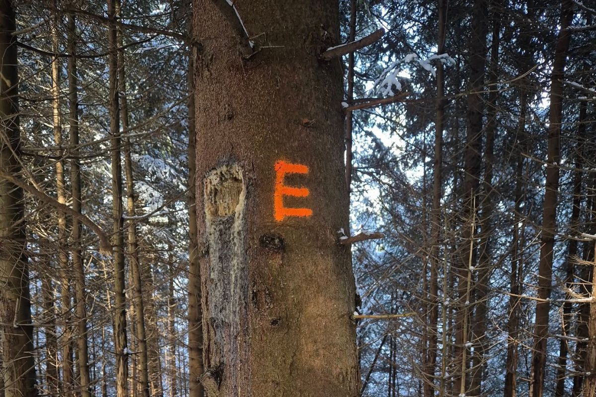 Znaki na drzewach. Pojawiły się w lasach. Leśnicy: nie są przypadkowe