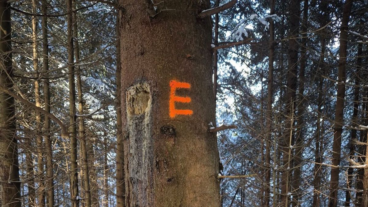 Litera "E" na pniu to ważny znak. Leśnicy ratują najcenniejsze d