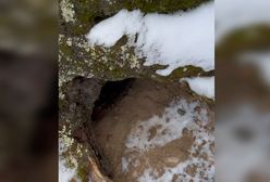 Oko w oko z drapieżnikiem. Niebywałe, co nagrali w gawrze