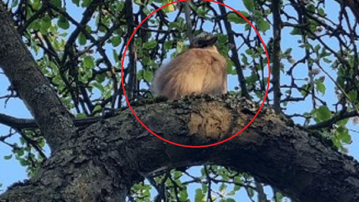 Leśnik w szoku. Podglądała go ciekawska sójka. 