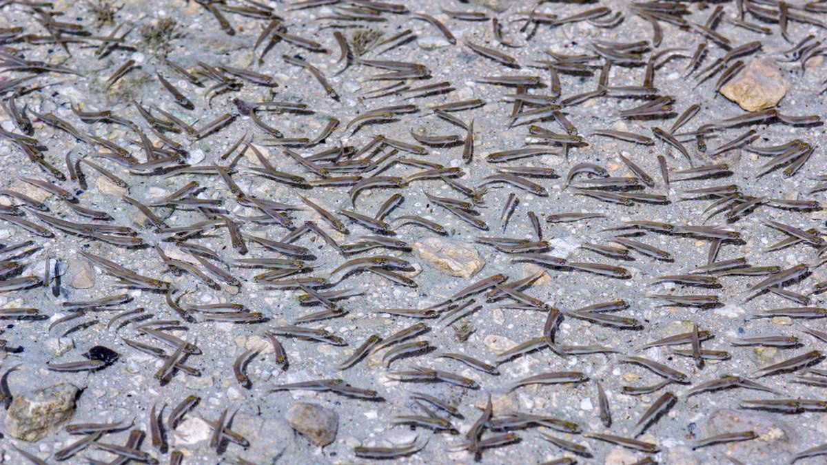 Lubelszczyzna: Blisko 10 tys. narybku pstrąga trafiło rzeki Pór