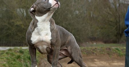 Koszmar w Pruszkowie. Amstaff zaatakował dziewczynki
