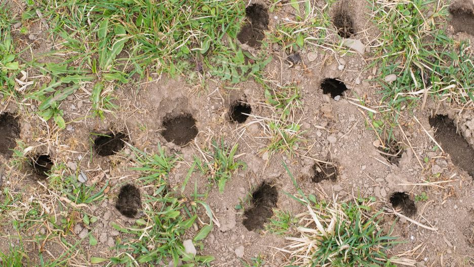 Nornice sieją spustoszenie w ogrodzi