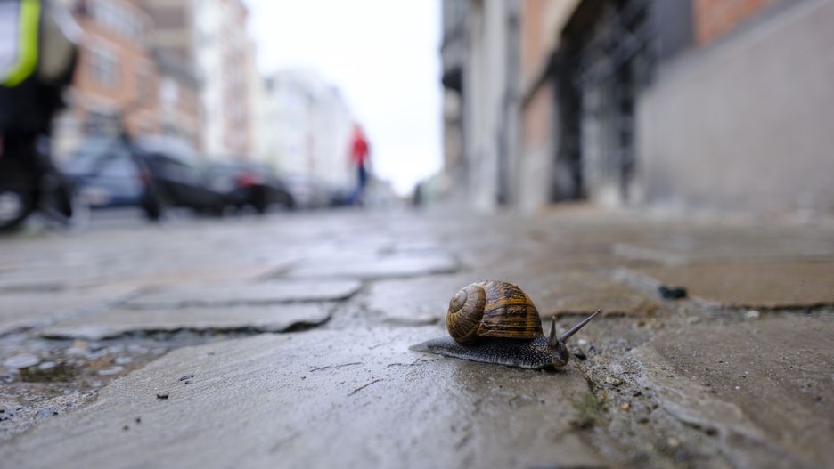 BRUSSELS, BELGIUM - APRIL 24: A snail moves across the rain-soaked cobblestones of the Avenue de l'Opale on April 24, 2025 in Brussels, Belgium. This Thursday, many showers soak the streets of Brussels. (Photo by Thierry Monasse/Getty Images)