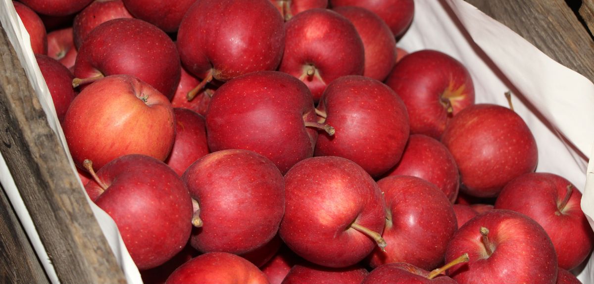 Jabłka deserowe na hurcie (28.10.2025): Ile płacą za kilogram?